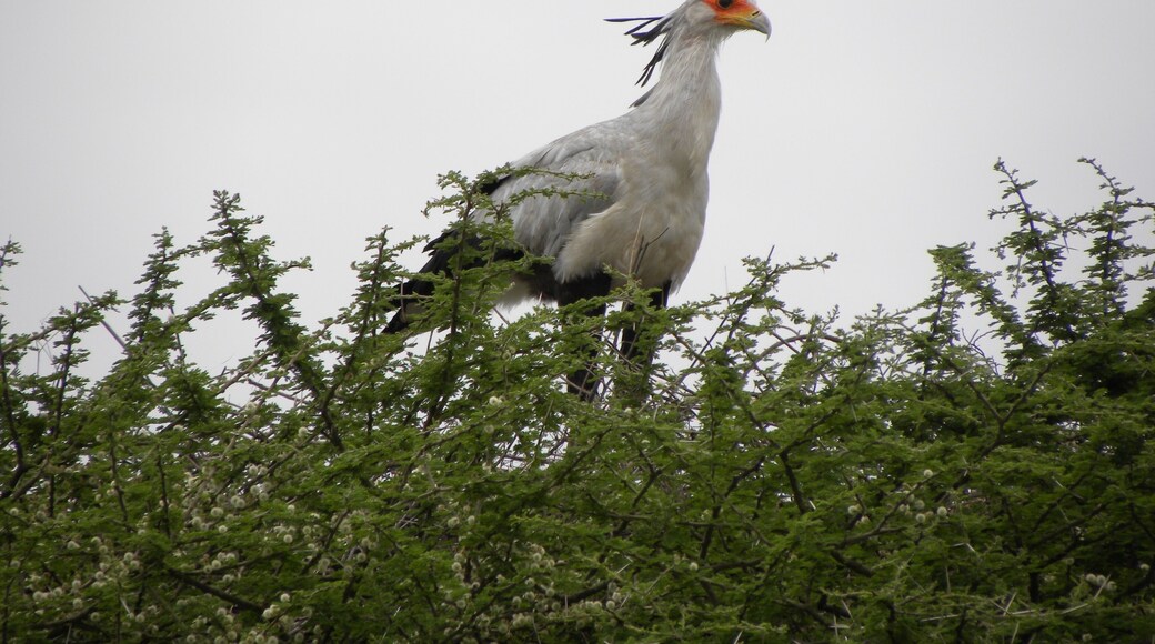 Secretary Bird, Tarangire National Park, tanzania