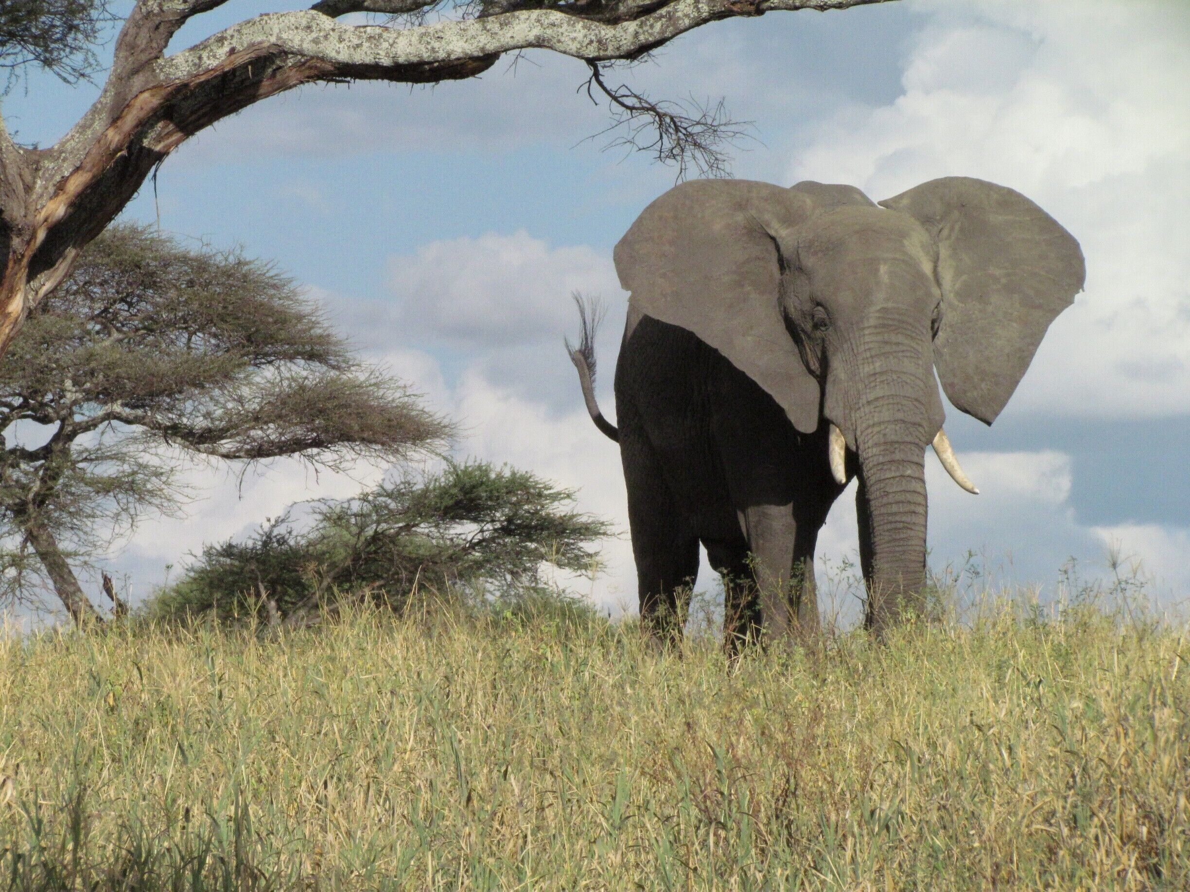 Un elefante de pie en un campo con árboles al fondo.