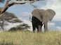 Un éléphant se tient dans un champ herbeux, avec des arbres en arrière-plan.