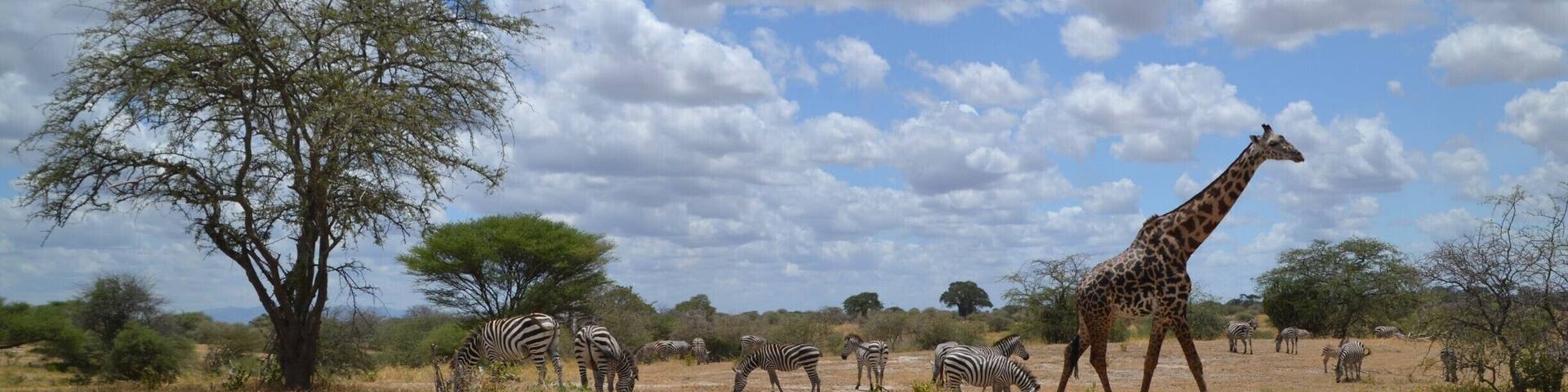 A common scene at the national parks of Tanzania. This one is from the Tarangire national park, where I got to see wild animals like lions, wildebeests, zebras, giraffes and lots of impalas and other antelopes and deers.
#tanzania #wildlife #safari #nature #landscape #africa