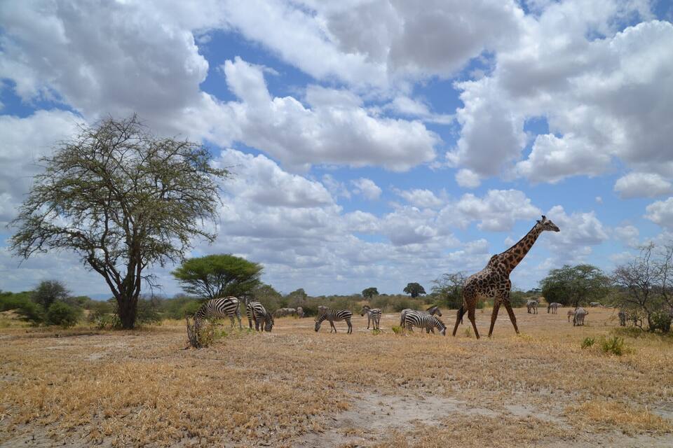 Paisagem de savana com girafa, zebras e acácia sob um céu parcialmente nublado.