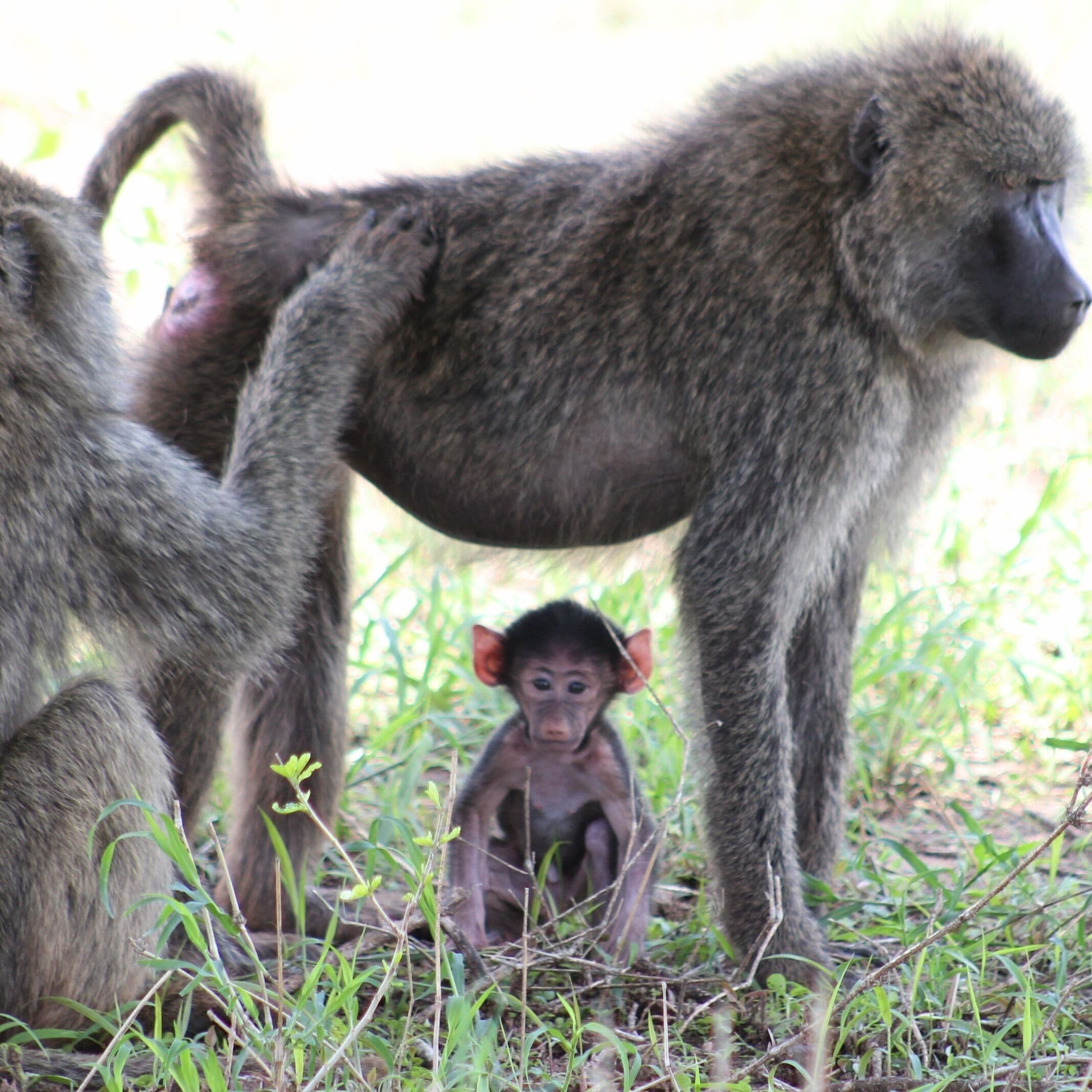 Um grupo de macacos em um ambiente natural, com grama e árvores.