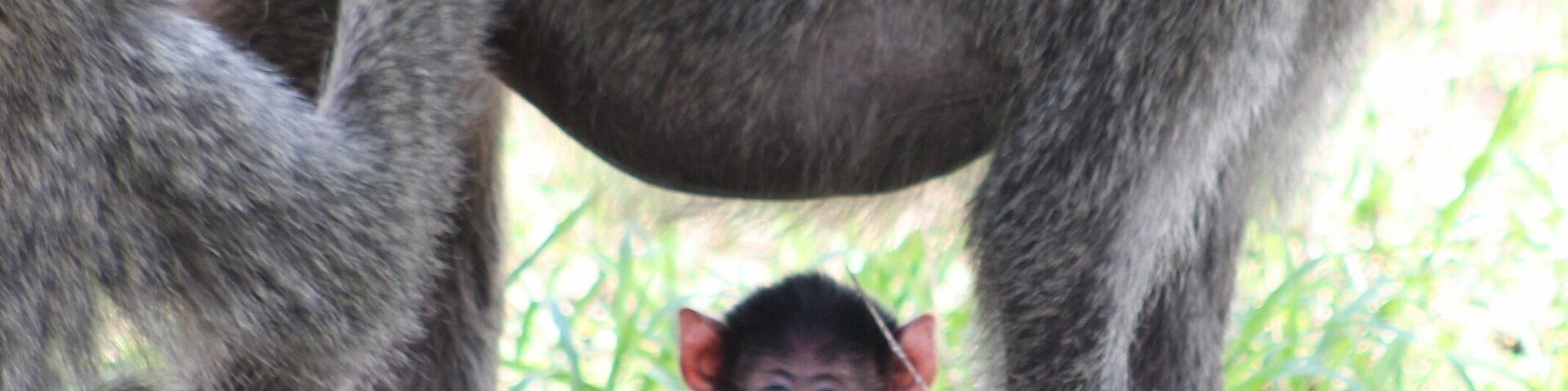 Um grupo de macacos em um ambiente natural, com grama e árvores.