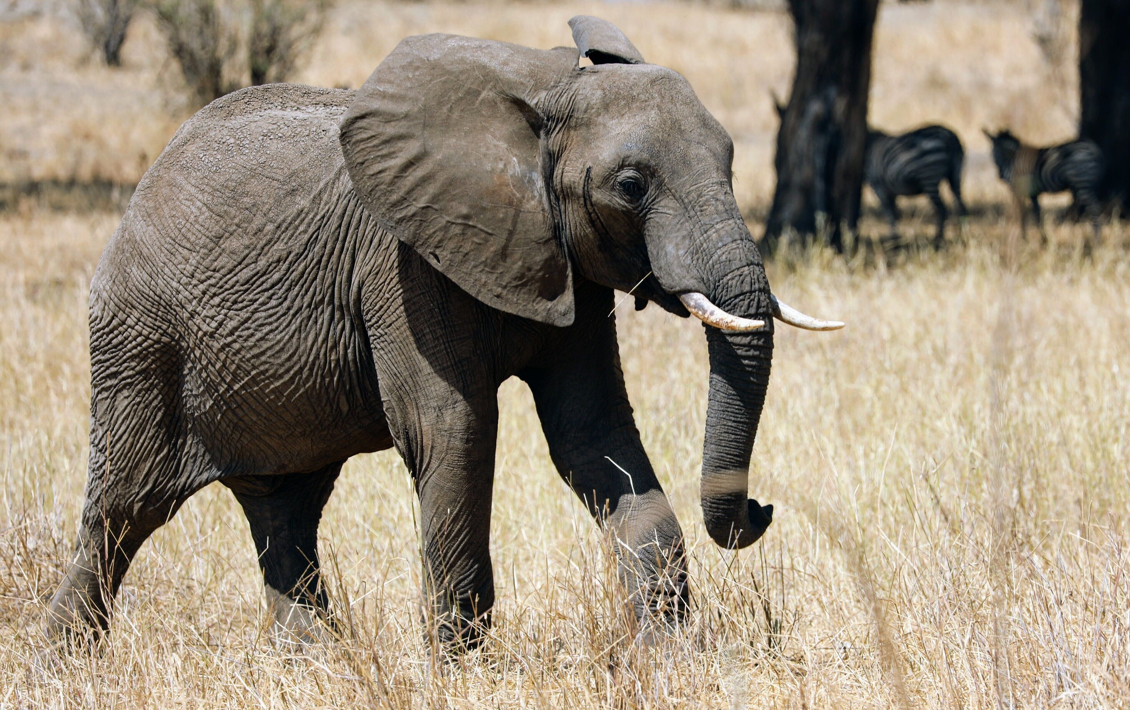 A young elephant and some Zebra behind.  Seeing these huge creatures quietly walking along the plains never ceased to be a wonder even after I had seen hundreds of them.  This was in Tarangire National park in Tanzania. If you ever get a chance to go on a safari to see these amazing animals in the wild do it !