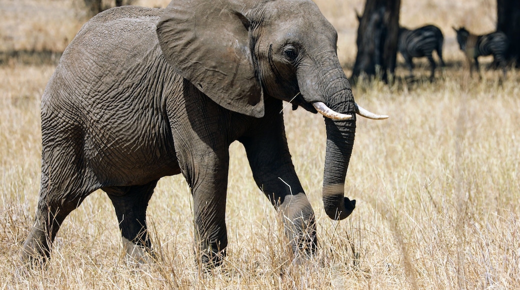 A young elephant and some Zebra behind. Seeing these huge creatures quietly walking along the plains never ceased to be a wonder even after I had seen hundreds of them. This was in Tarangire National park in Tanzania. If you ever get a chance to go on a safari to see these amazing animals in the wild do it !