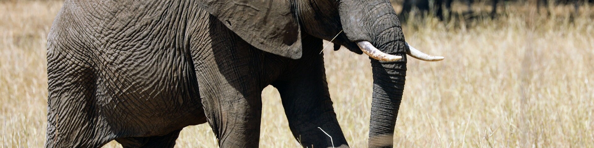 Un elefante caminando a través de una sabana seca con árboles al fondo.