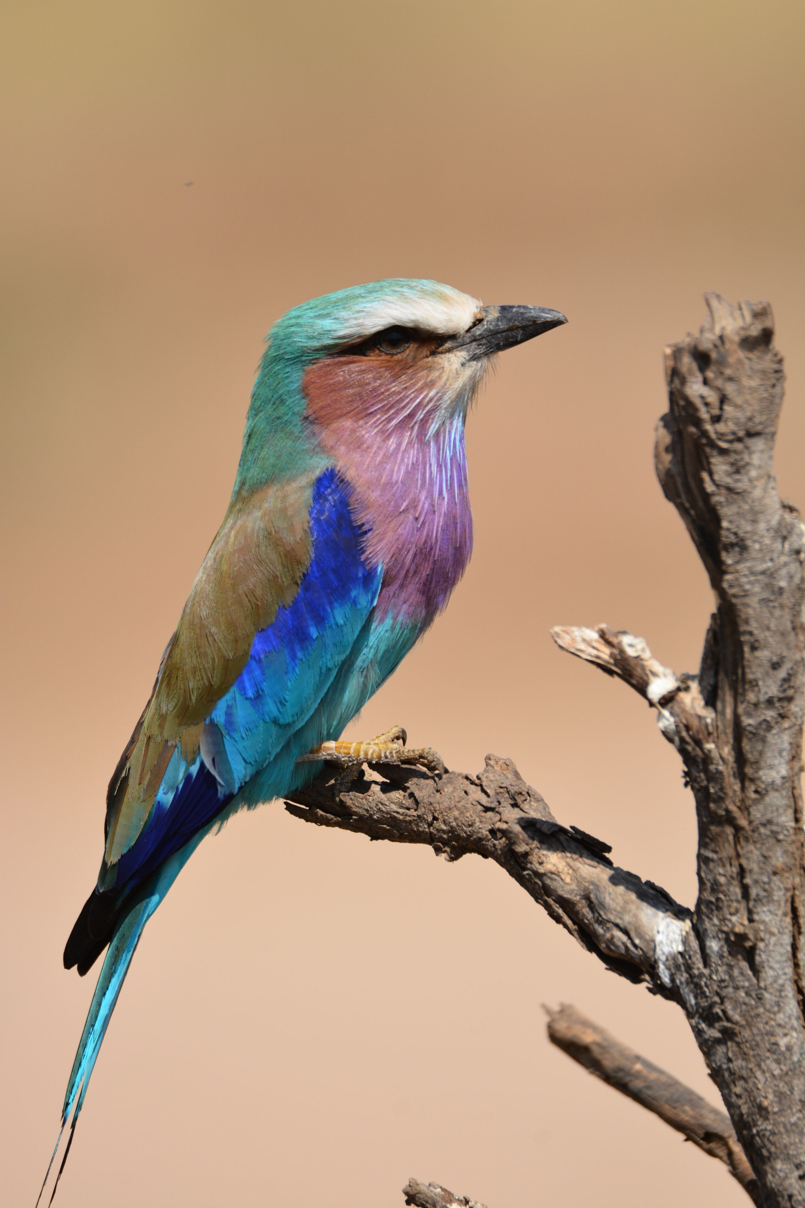 Beautiful Lilac Breasted Roller
