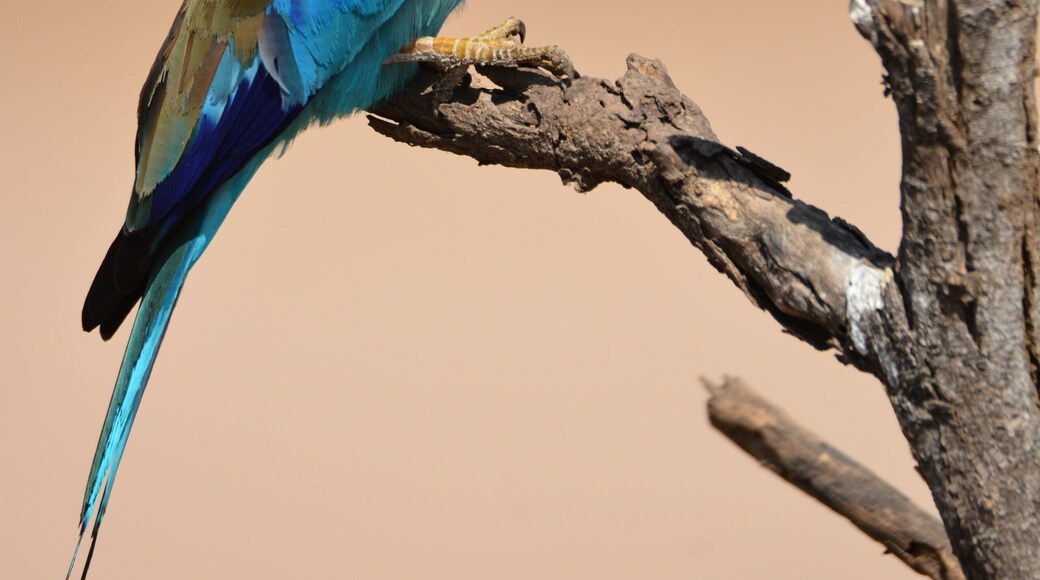 Beautiful Lilac Breasted Roller