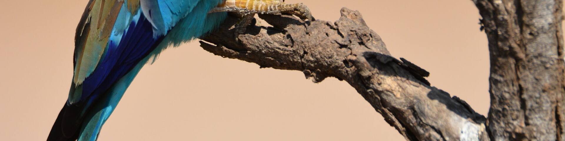 Beautiful Lilac Breasted Roller