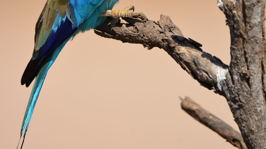 Beautiful Lilac Breasted Roller