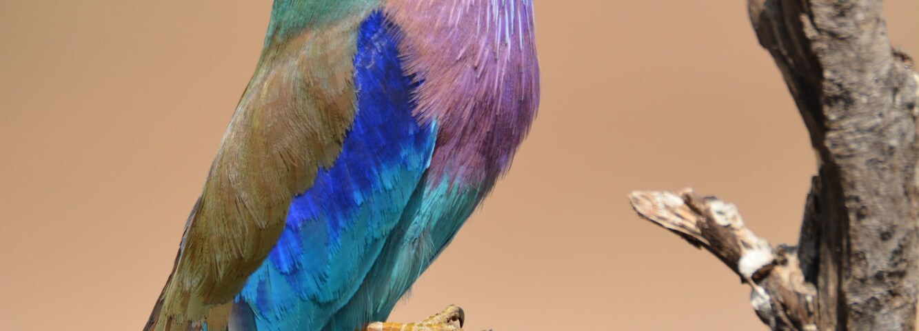 Beautiful Lilac Breasted Roller