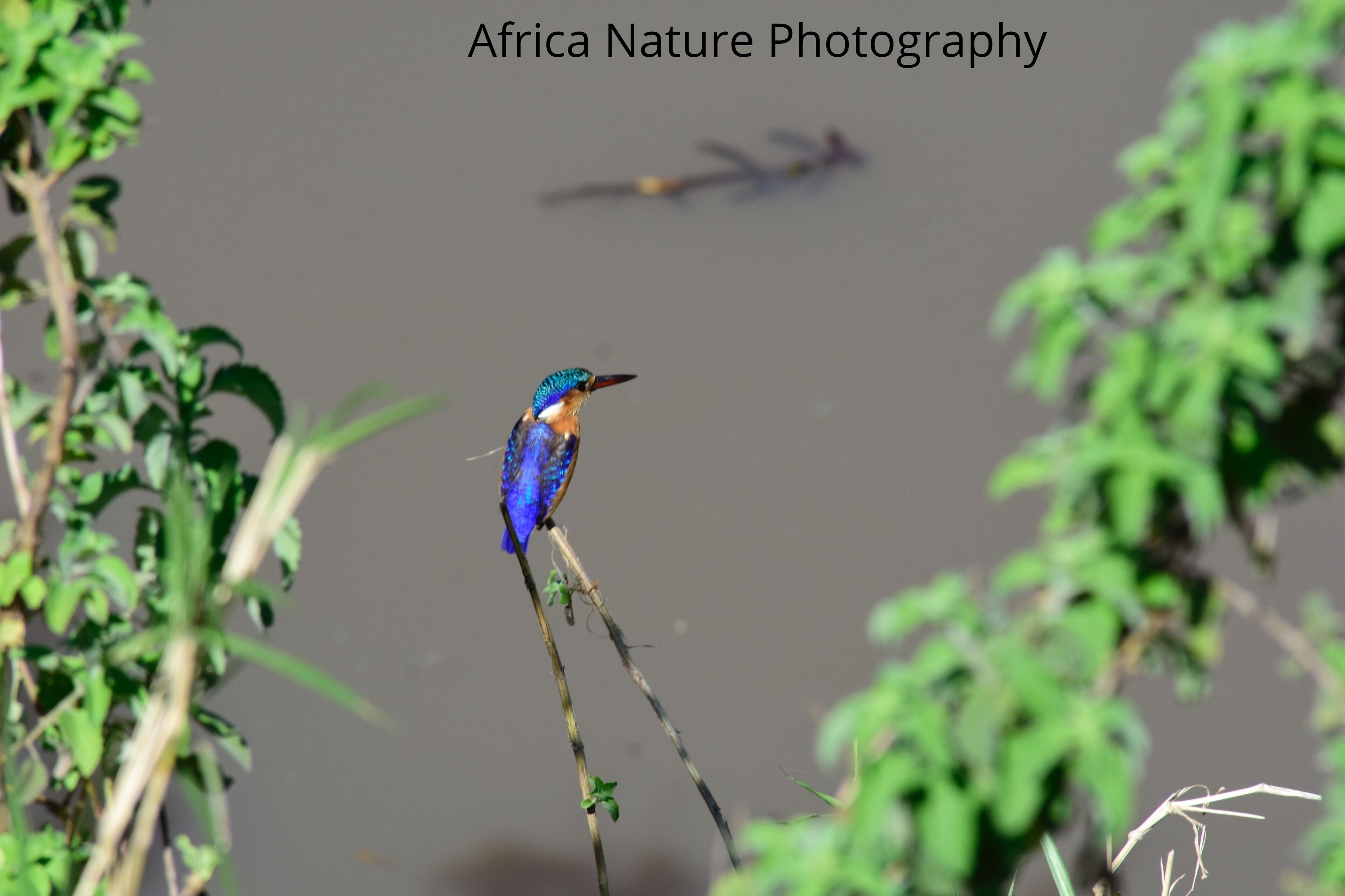 
Tarangire National Park has some of the highest population density of elephants as compared to anywhere in Tanzania, and its sparse vegetation, strewn with baobab and acacia trees, makes it a beautiful and distinctive location to visit.