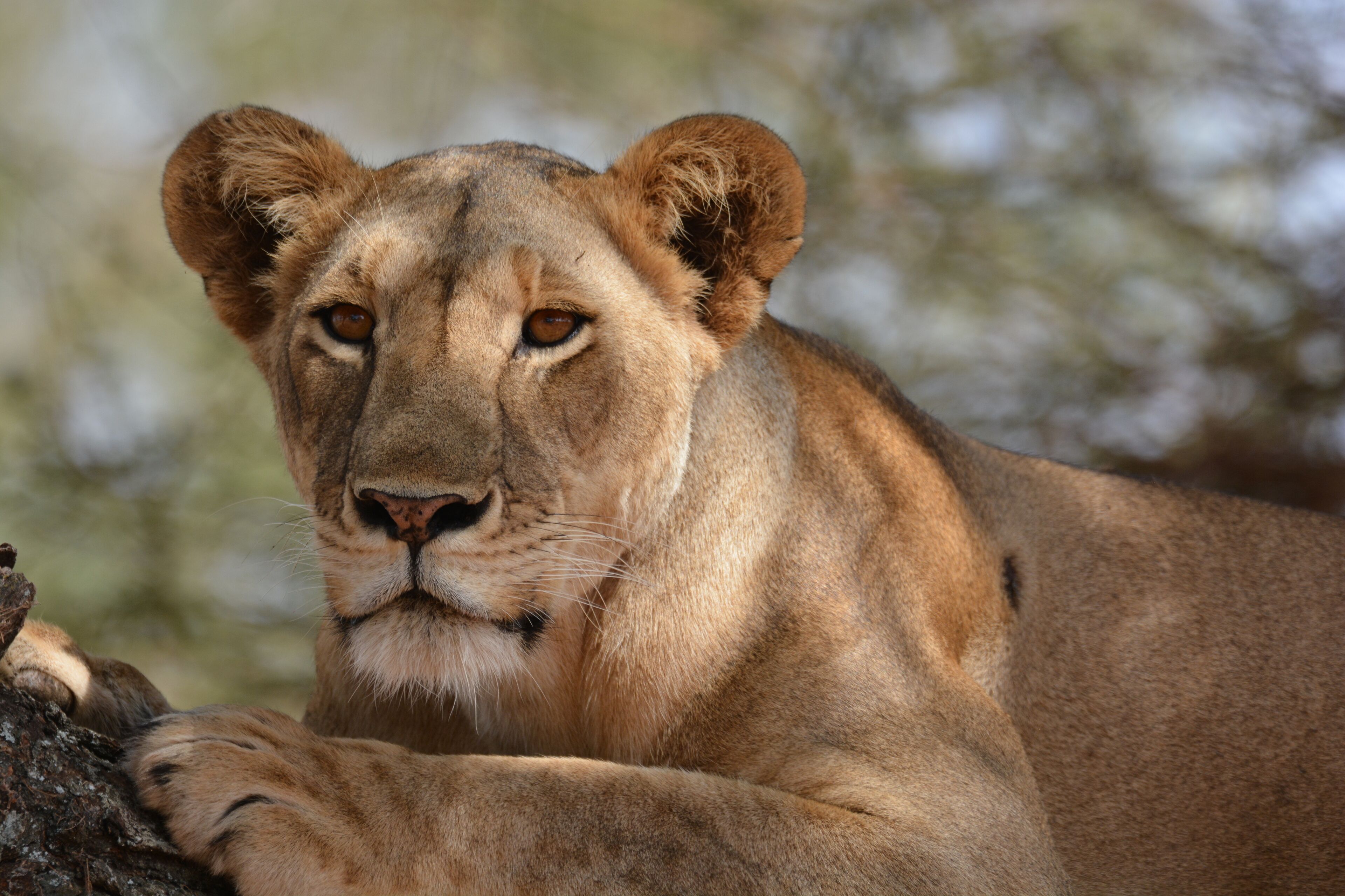 Lioness keeping cool in a tree away from the hot midday sun