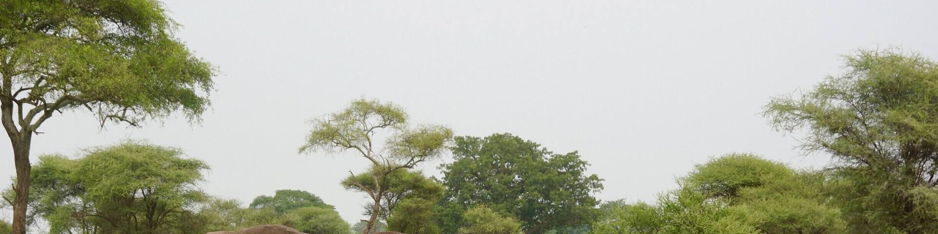Three elephants walking in a grassy field with trees in the background.