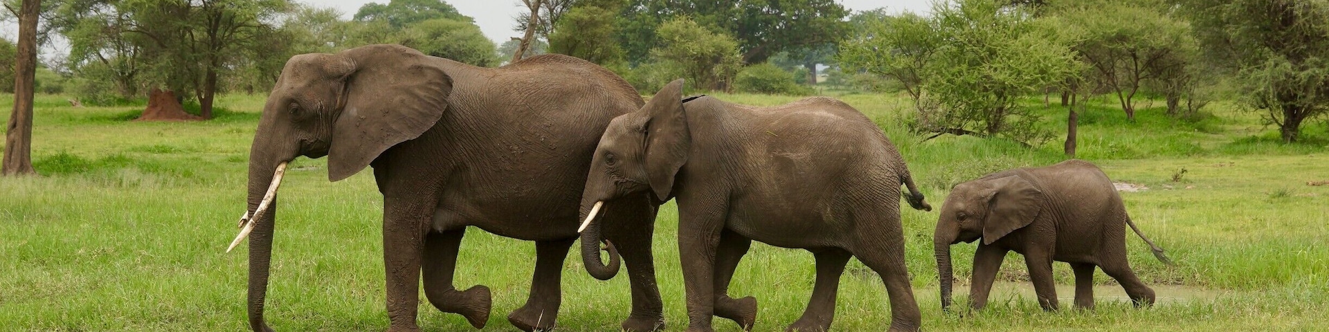Três elefantes caminhando em um campo gramado com árvores ao fundo.