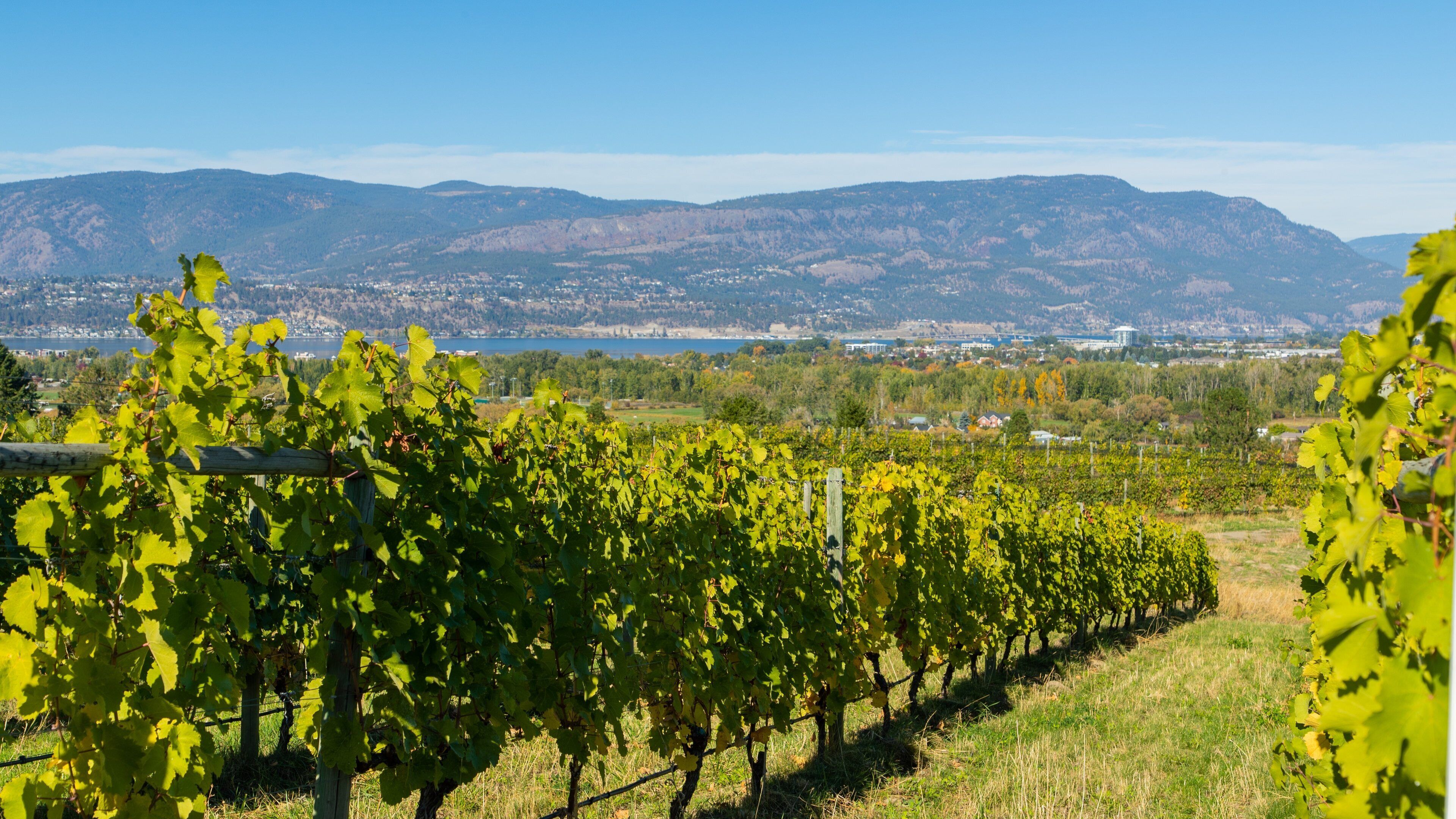 Tantalus Vineyards featuring farmland