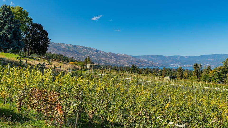 Tantalus Vineyards which includes farmland