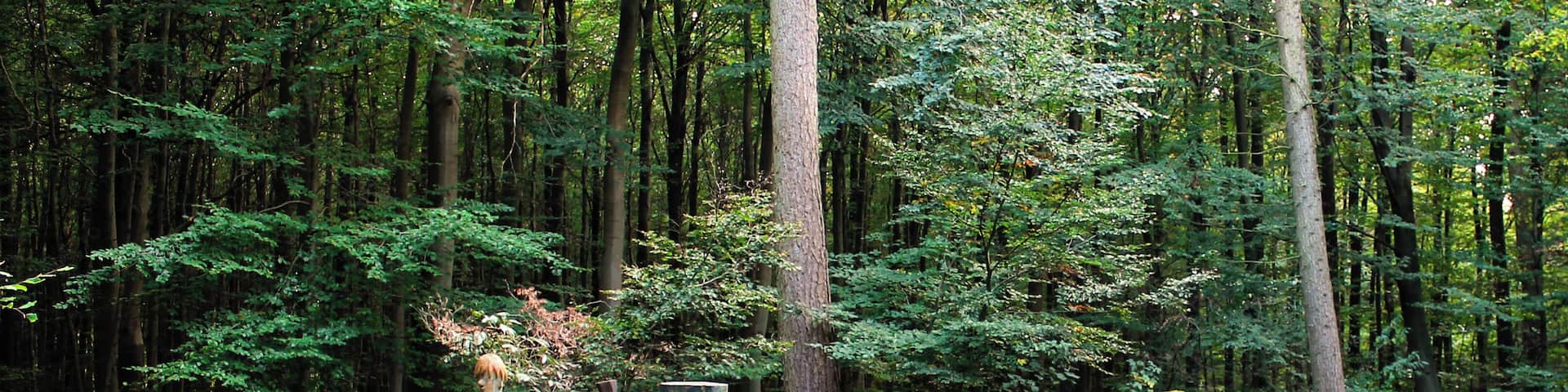 Wald-Weg-Zeichen, Syke 2014 (dauerhaft ausgestellt im öffentlichen Raum)