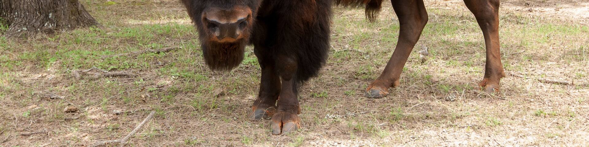Canadian Wood Bison