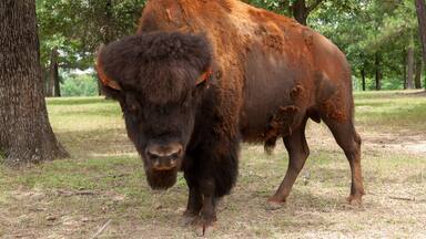 Canadian Wood Bison