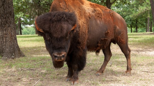 Canadian Wood Bison