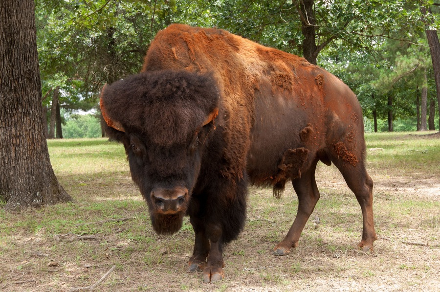 Un bisonte en un área con hierba y árboles al fondo.