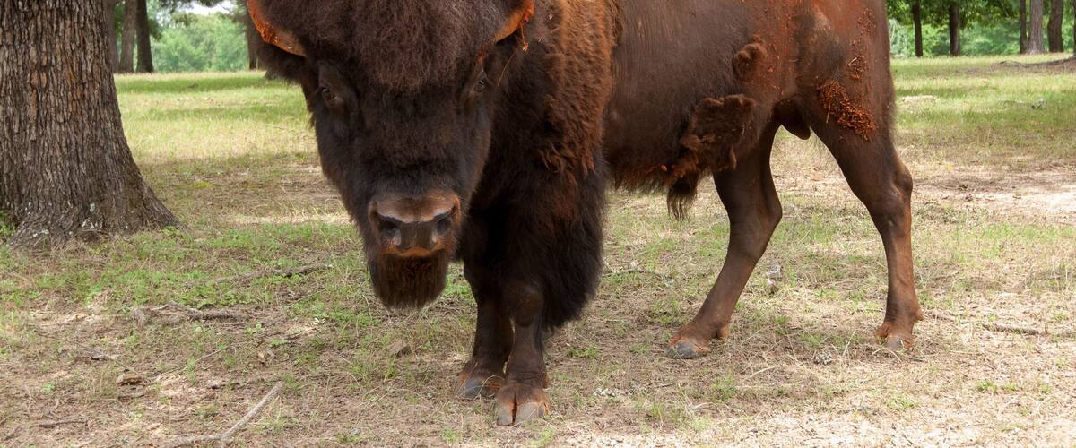 A bison in a grassy area with trees in the background.