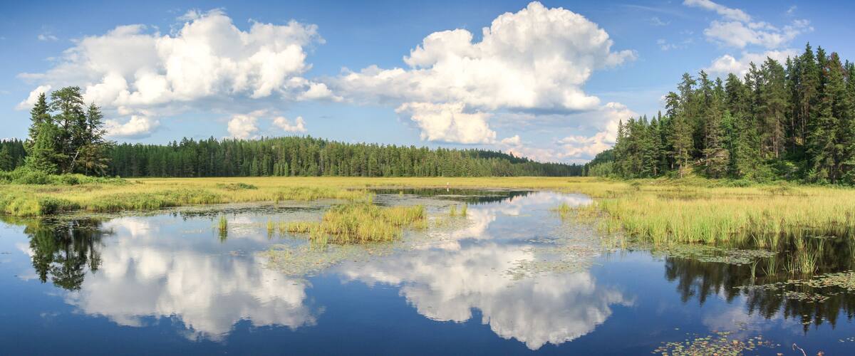 A calm lake surrounded by dense forests and a clear sky.
