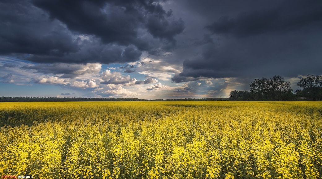 There's something about storms that energized me. I love when nature puts on a display of raw power.
#travel #storm #thunderstorm #stormchasing #colorful #adventure #ontario #canada