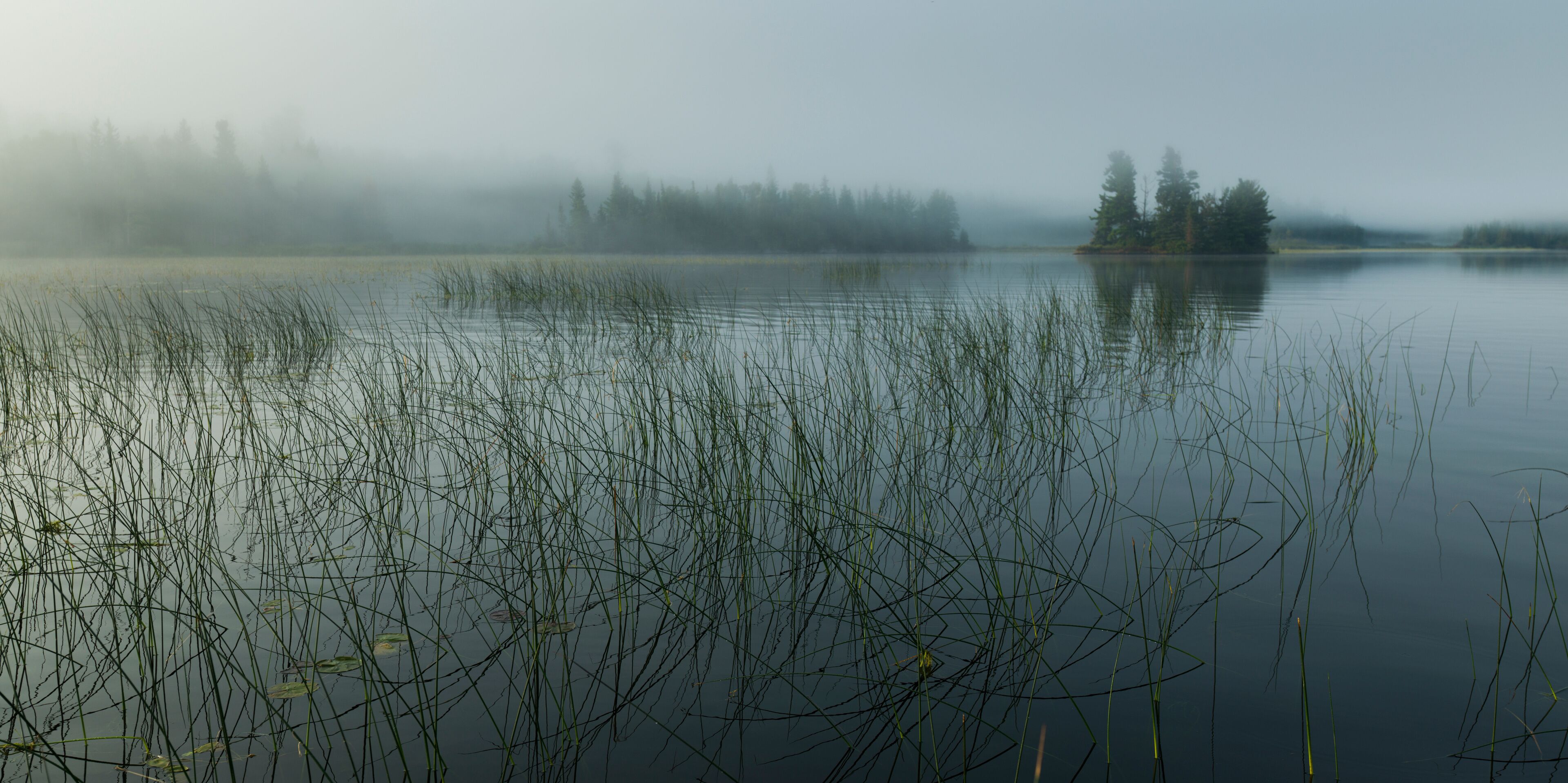 A calm lake with tall reeds and a forest in the background.