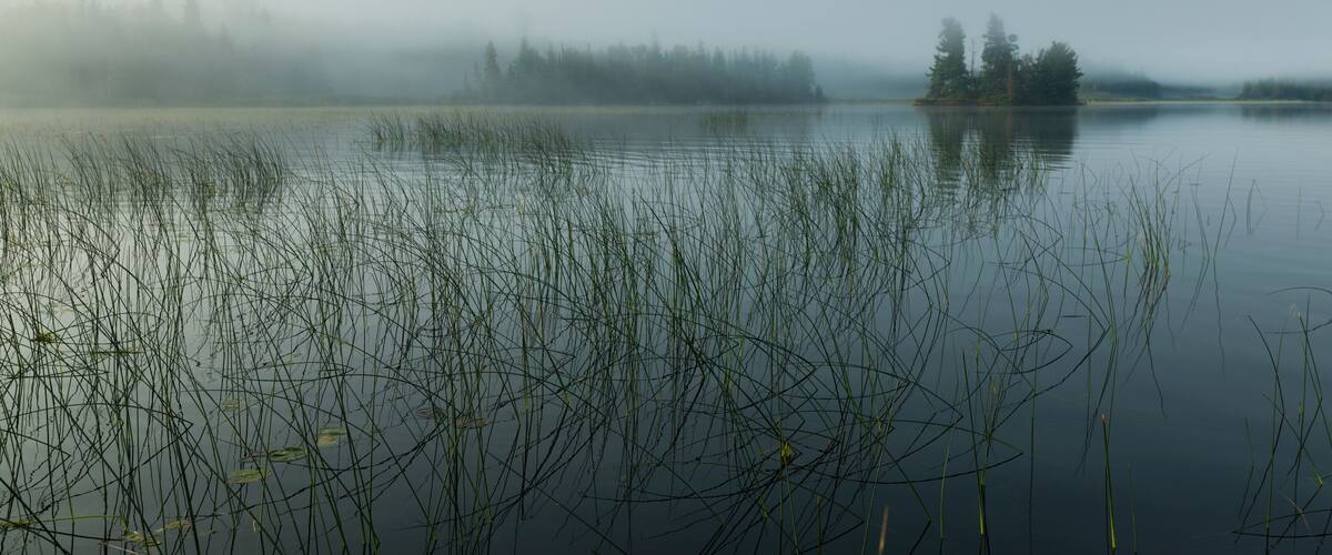A calm lake with tall reeds and a forest in the background.
