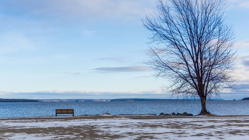 A bench by a lake with a leafless tree.