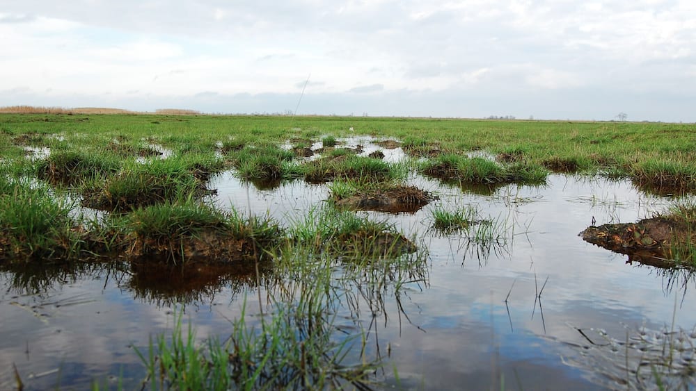 It is great to just go there, feel the connection to the saved birds that are really cared for, and get a taste of the Hungarian Puszta.