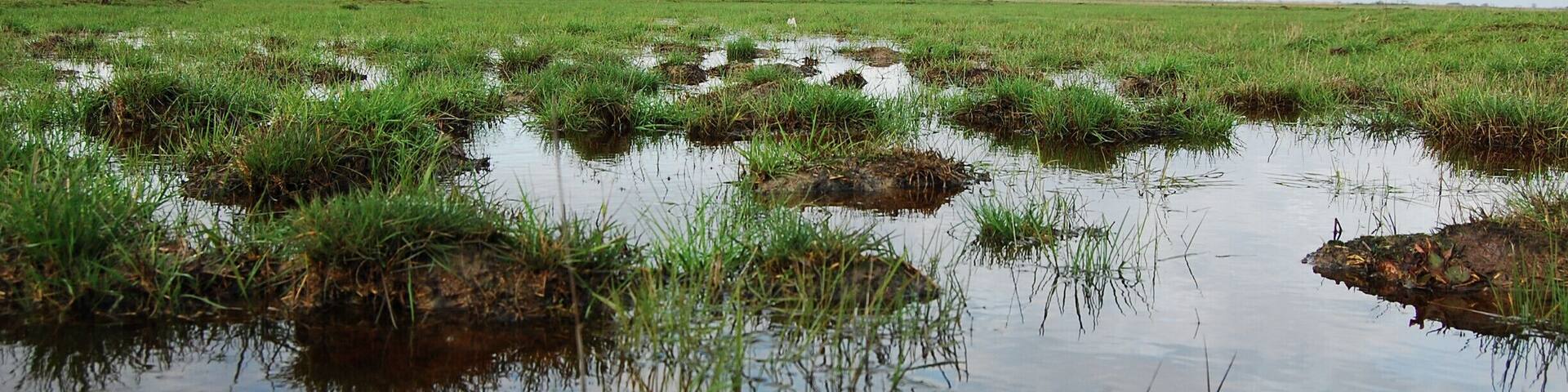 It is great to just go there, feel the connection to the saved birds that are really cared for, and get a taste of the Hungarian Puszta.