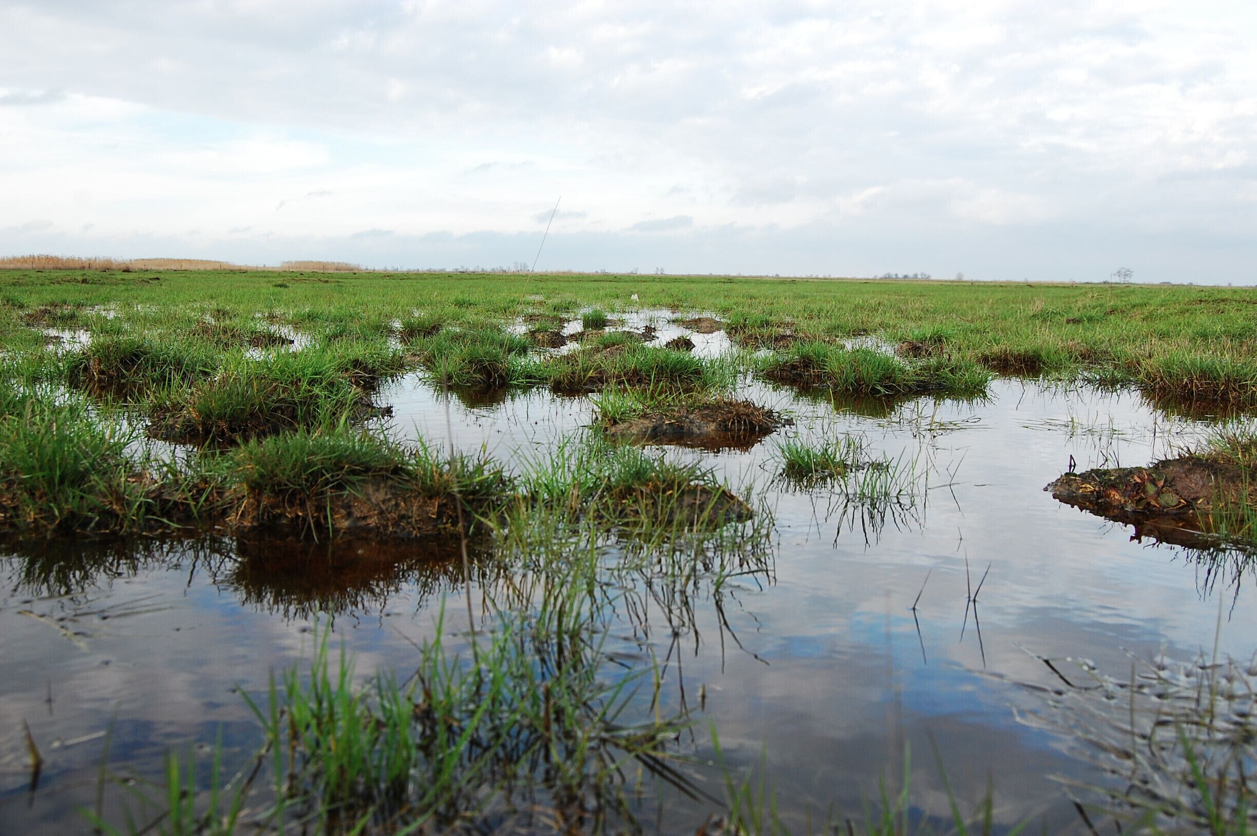A wetland with patches of grass and water reflecting the sky.