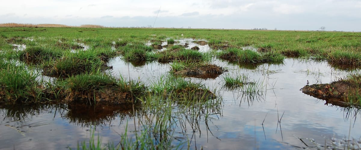 A wetland with patches of grass and water reflecting the sky.