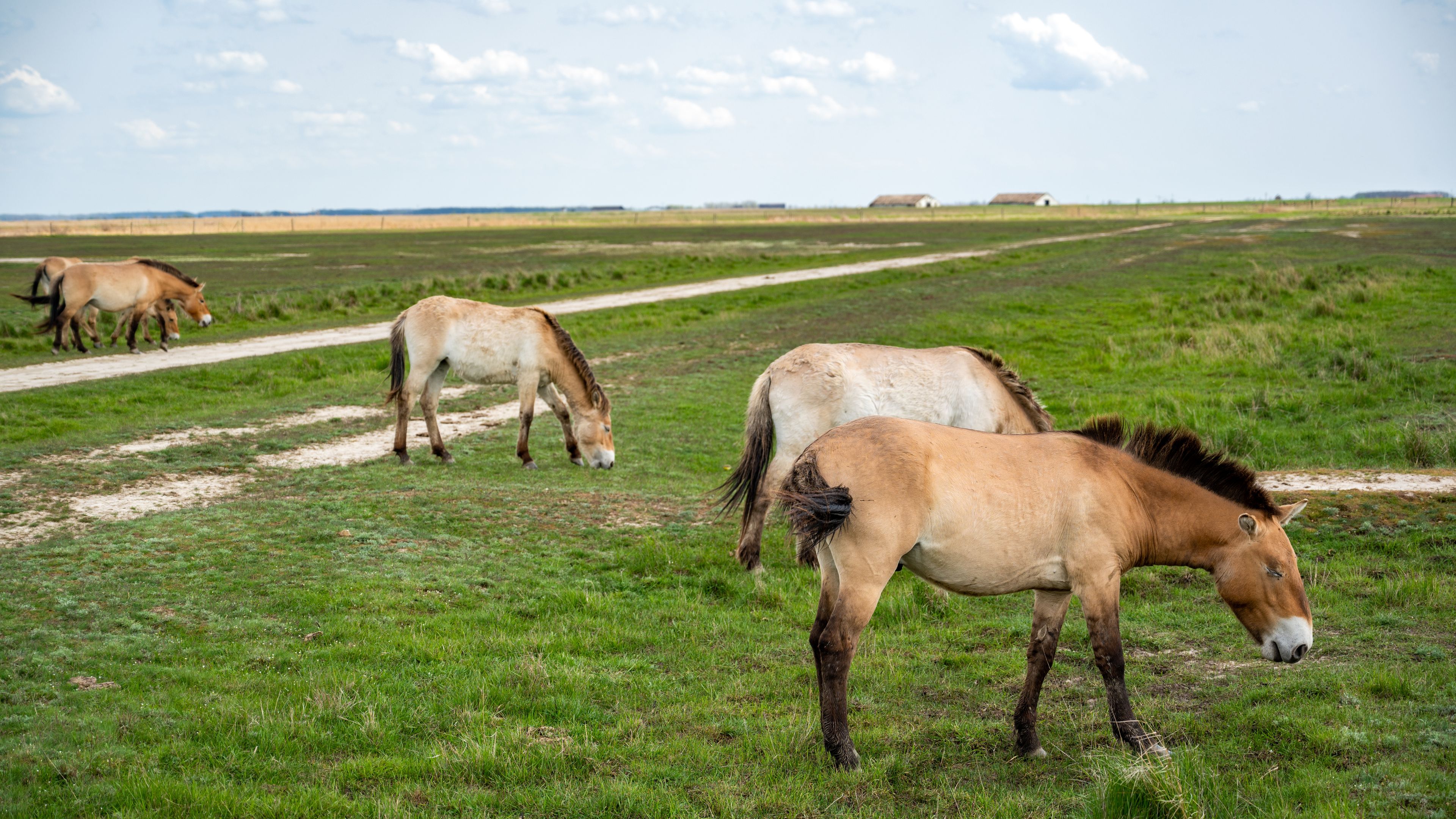 Przewalski's Horses Grazing in Hortobágy