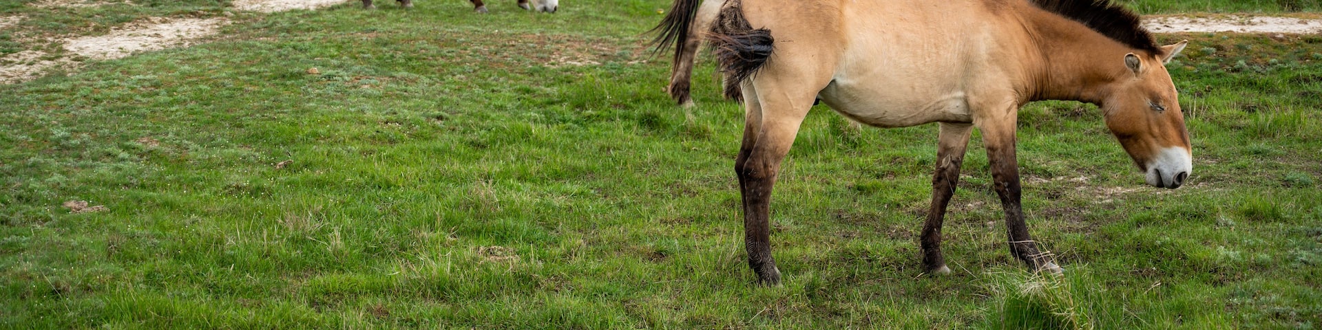 A grassy field with a dirt path and horses grazing.