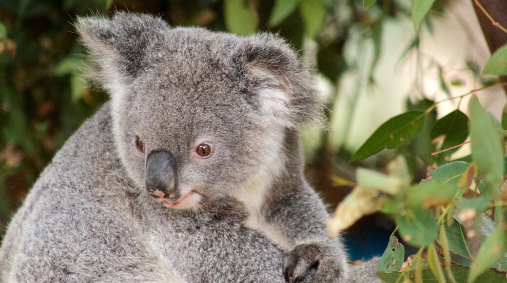 Currumbin Wildlife Sanctuary featuring cuddly or friendly animals and zoo animals