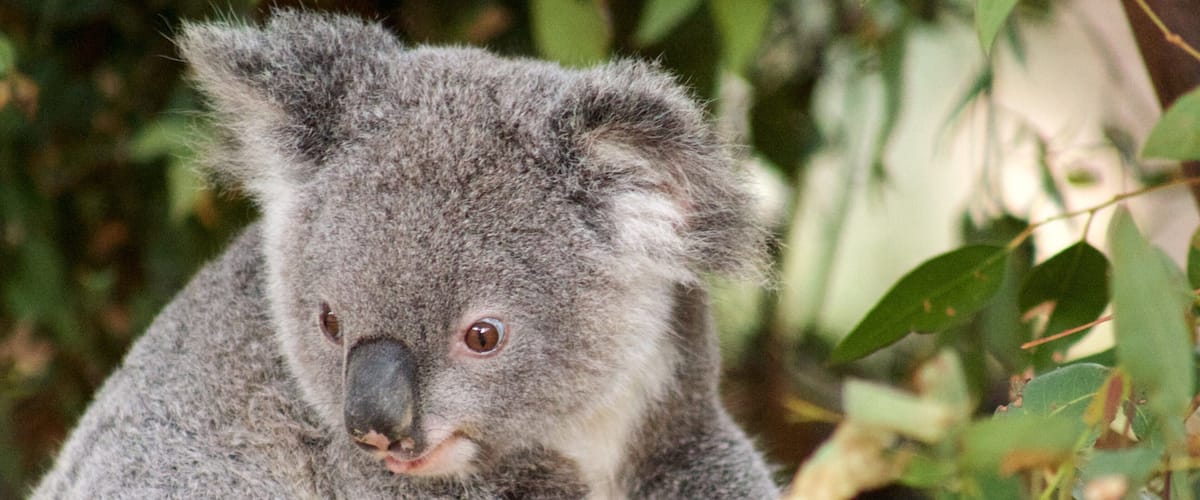 Currumbin Wildlife Sanctuary featuring cuddly or friendly animals and zoo animals