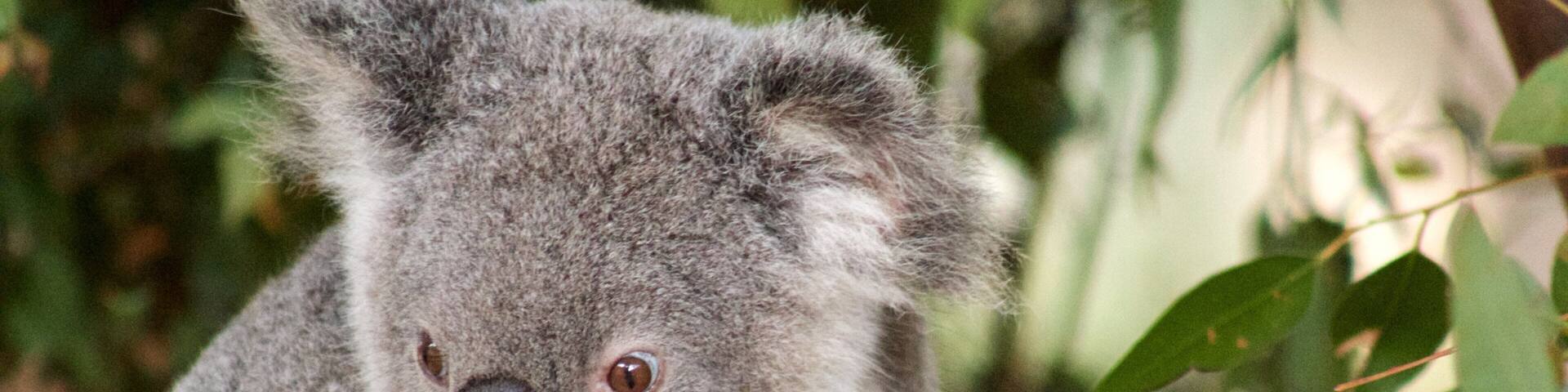 Currumbin Wildlife Sanctuary featuring cuddly or friendly animals and zoo animals