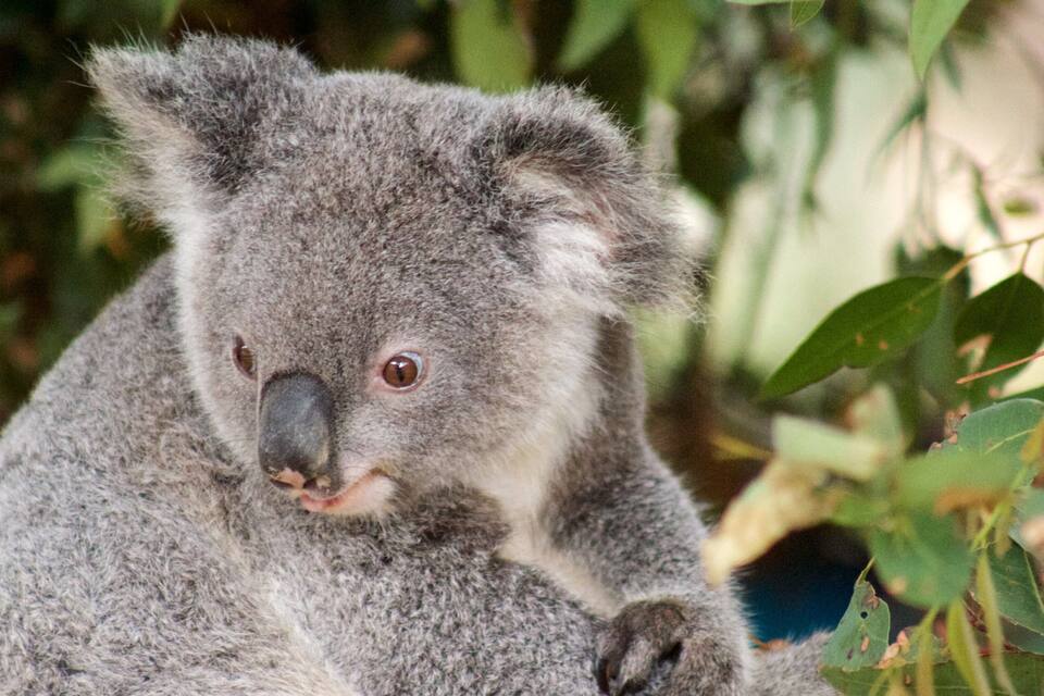 A koala sitting among green leaves.