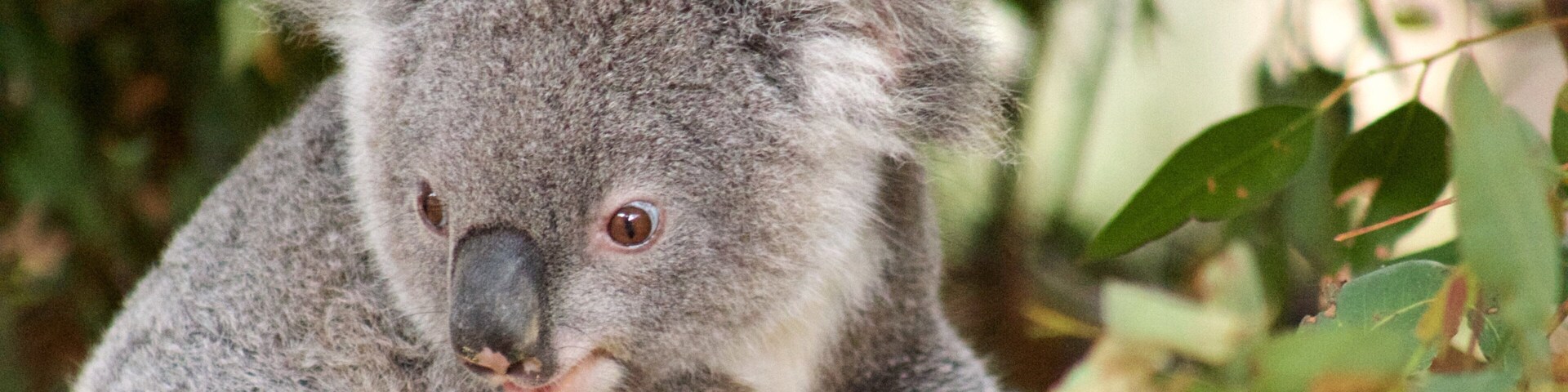 Currumbin Wildlife Sanctuary featuring cuddly or friendly animals and zoo animals