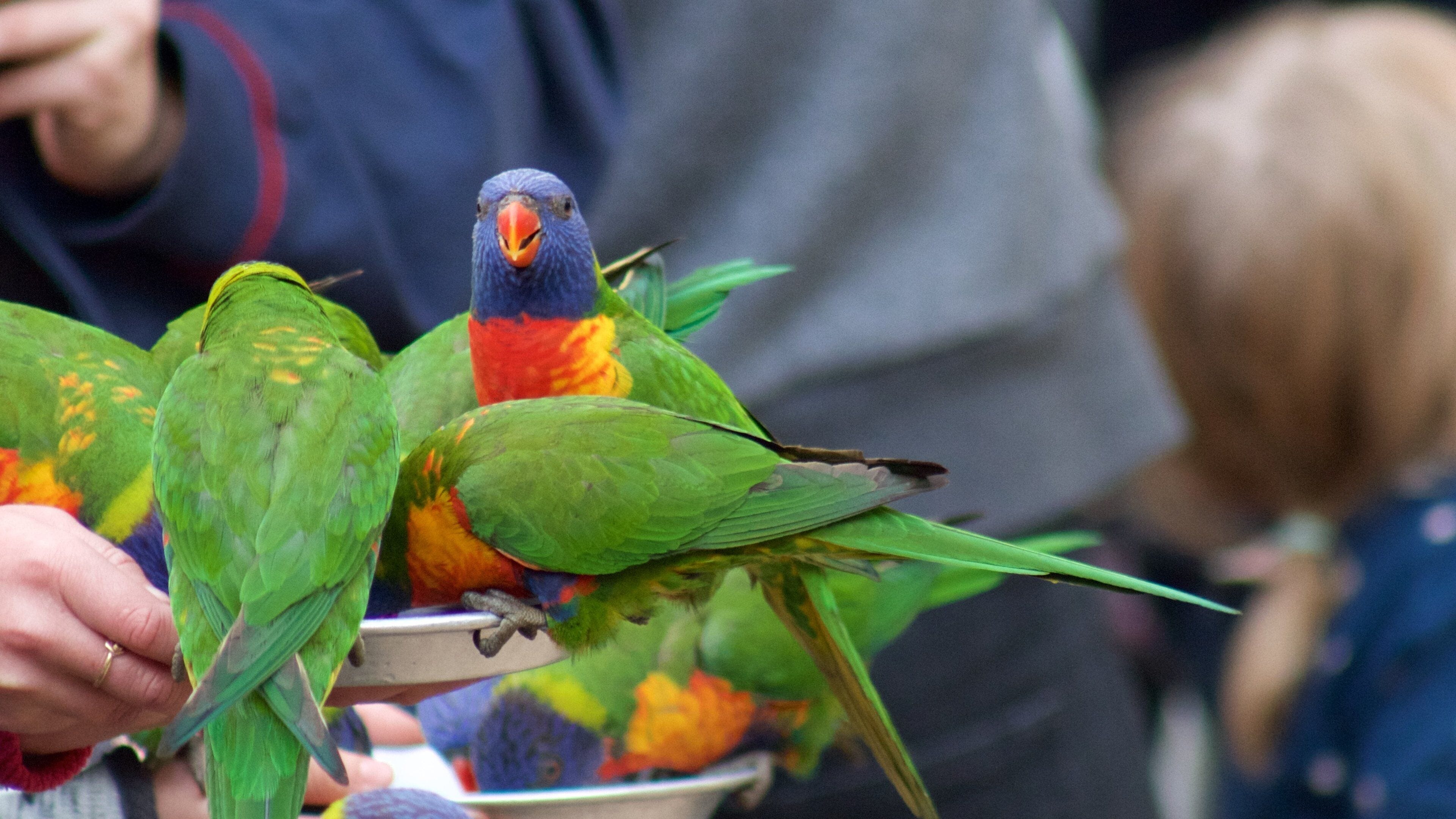 Currumbin Wildlife Sanctuary featuring zoo animals and bird life