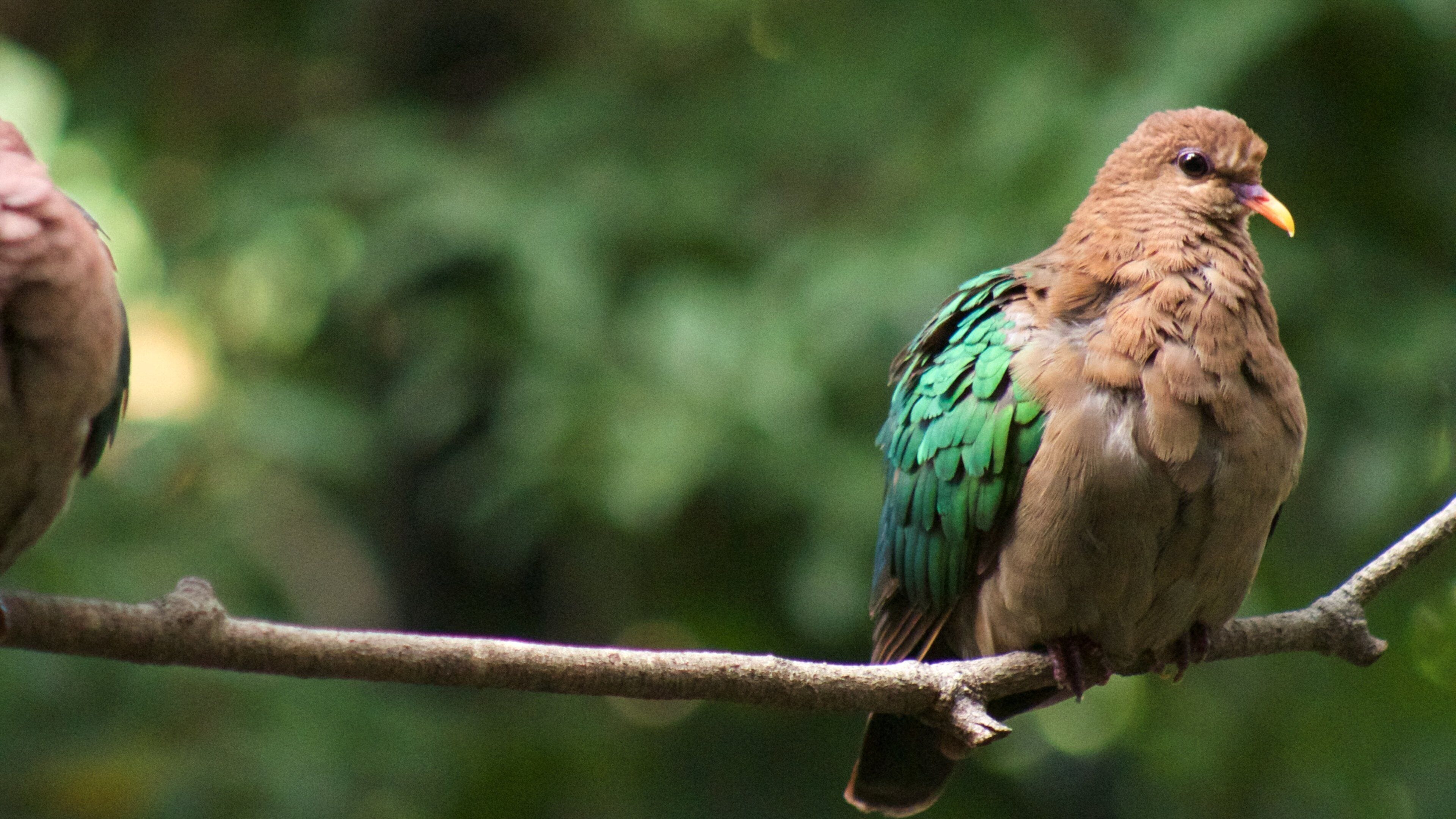 Currumbin Wildlife Sanctuary featuring bird life and zoo animals