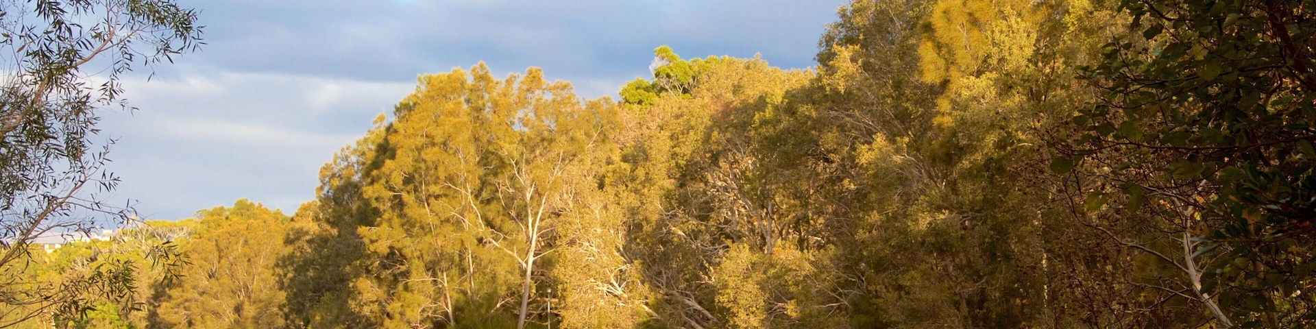 Currumbin Wildlife Sanctuary showing forest scenes and a river or creek