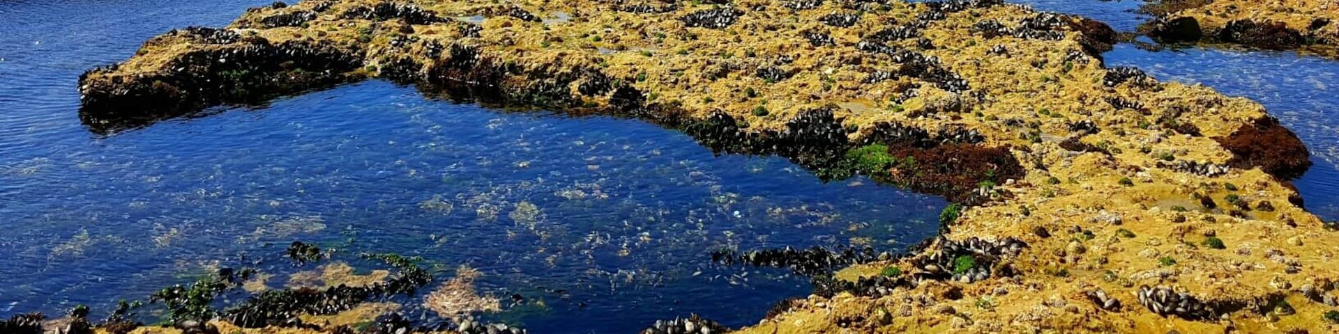 Tidal pools at Oualidia beach.