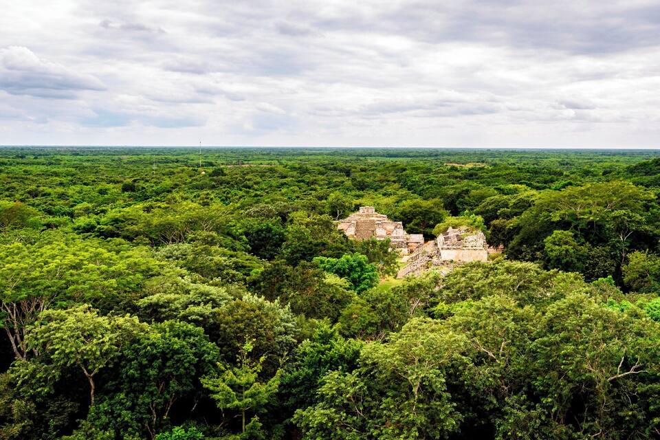 Una fitta foresta verde con rovine antiche al centro.