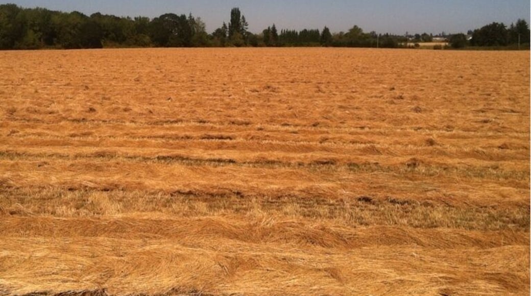 The barren plain. Usually green everywhere in Oregon. This long climate-change summer is burning away everything.