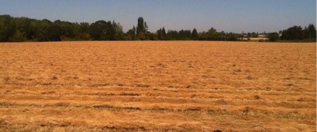 A vast, open field with a clear blue sky.